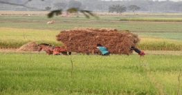 ব্যস্ততায় সময় কাটছে আমন চাষীদের