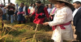 নবান্ন উৎসবে ধান কাটলেন কুমিল্লা জেলা প্রশাসক