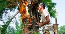 কুমিল্লায় খেজুরের রস সংগ্রহে গাছিদের ব্যস্ত সময়পার