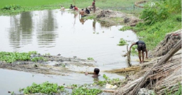 পাট গাছের পরিচর্যায় ব্যস্ত সময় পার করছেন কুমিল্লার কৃষকরা